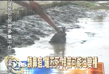 類鼻疽曬不死　桿菌可能已變種