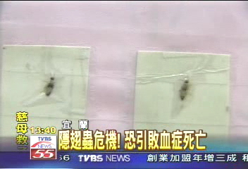 隱翅蟲危機! 恐引敗血症死亡
