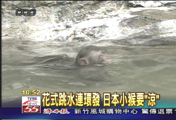 日本小猴愛跳水　叫人嘆為觀止