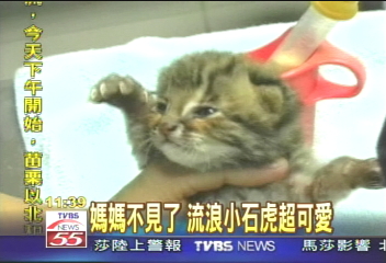 媽媽不見了　流浪小石虎超可愛