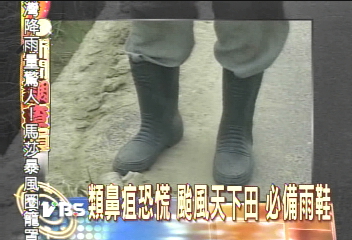 類鼻疽恐慌 颱風天下田 必備雨鞋