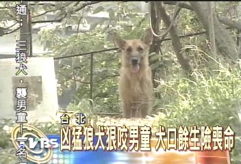 凶猛狼犬狠咬男童　犬口餘生險喪命