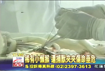 稀有小懶猴　遭捕獸夾夾傷命垂危