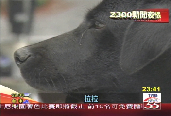 不再受寵？「拉拉」遭潑酸　全身潰爛