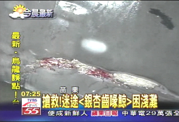 搶救!迷途「銀杏齒喙鯨」困淺灘