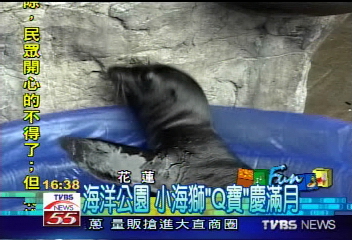 海洋公園 小海獅「Q寶」慶滿月
