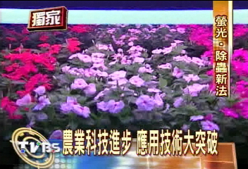 〈獨家〉螢光毛毛蟲？測試農藥感染率
