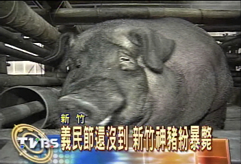 義民節還沒到 新竹神豬紛暴斃