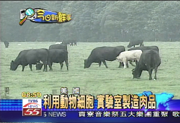 「人工牛肉」問世 不殺生素食可食