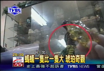 〈獨家〉蚊子螞蟻全都有　TVBS直擊玉市