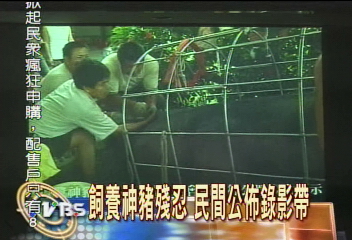 飼養神豬慘忍 民間公佈錄影帶