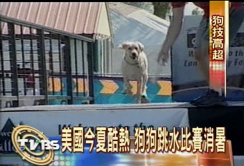 美國今夏酷熱　狗狗跳水比賽消暑