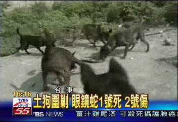 土狗圍剿 眼鏡蛇1號死、2號傷