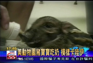 美動物園豬寶寶吃奶　模樣卡哇伊