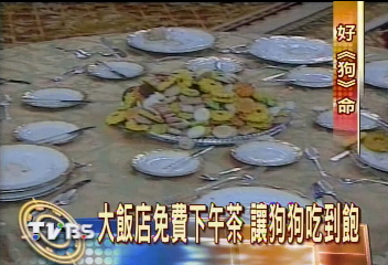 大飯店免費下午茶 讓狗狗吃到飽