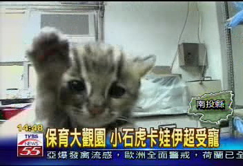 〈獨家〉卡娃伊!孤兒小石虎 特生中心受寵