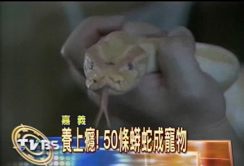 蛇寶貝食量大　飼主花錢不心疼