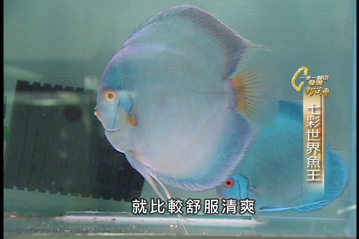 【一步一腳印】鄭文欽鑽研16年　成世界七彩魚王