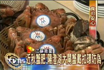 近秋蟹肥 陽澄湖大閘蟹戴扣環防偽