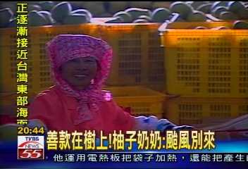 善款在樹上! 柚子奶奶:颱風別來