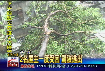 百年老樹不敵強風 樹倒壓毀房