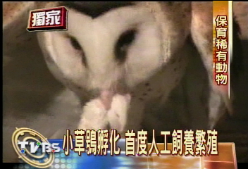 〈獨家〉小草鴞孵化、學獵捕　全台首見