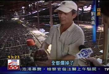 〈獨家〉風吹「菇寮」　重創5千萬　全無望！