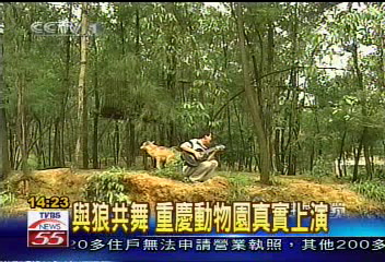 與狼共舞 重慶動物園真實上演
