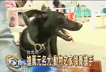 貓狗明星臉　動物之家掀認養風
