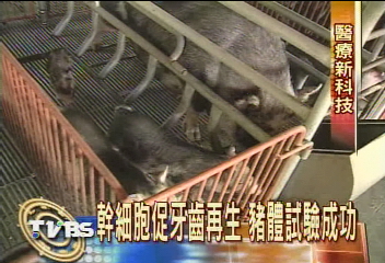 試管牙齒豬體成功　長牙不是夢