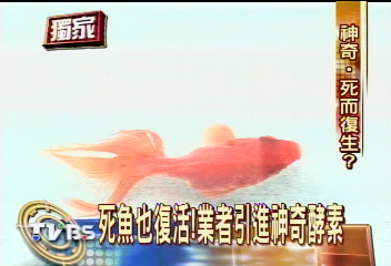〈獨家〉死魚也復活! 業者引進神奇酵素