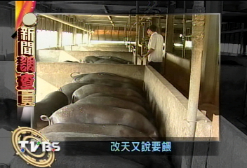 環署：廚餘禁止餵豬　改做堆肥
