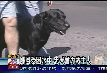 颶風受困水中 忠犬奮力救主人