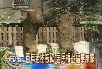 百年老樹被砍　居民槓上福華廖家