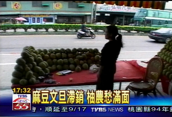 麻豆文旦滯銷　柚農愁滿面