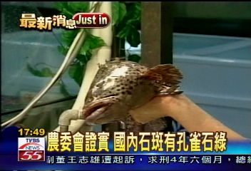 農委會證實 國內石斑有孔雀石綠