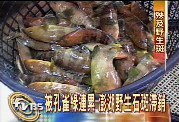 被孔雀綠連累 澎湖野生石斑滯銷