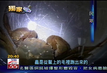 〈獨家〉好噁心！大閘蟹冒出紅色小蟲