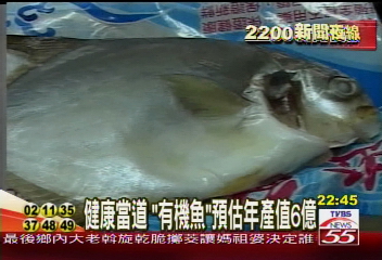 有機養殖 黃金鯧身價暴漲3倍