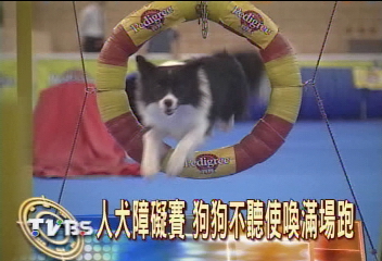 人犬障礙賽 狗狗不聽使喚滿場跑