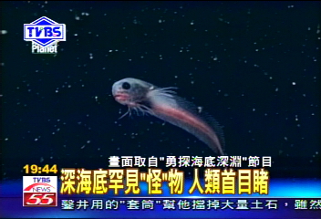 〈獨家〉深海底罕見「怪」物　人類首目睹