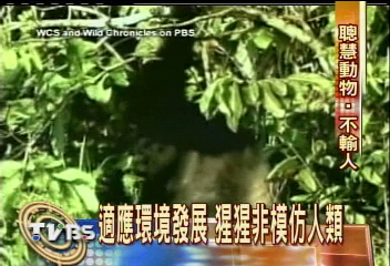 大發現！野生猩猩下水先測水深