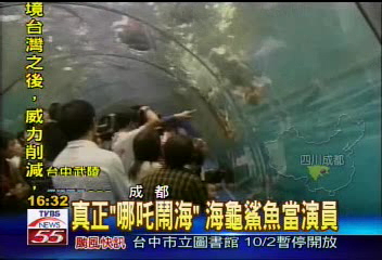真正「哪吒鬧海」　海龜鯊魚當演員