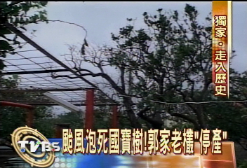 颱風泡死國寶樹!郭家老欉停產
