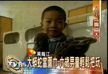 大蟒蛇當圍巾　6歲男童輕鬆把玩