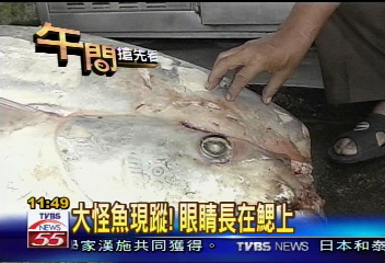 大怪魚現蹤! 眼睛長在鰓上
