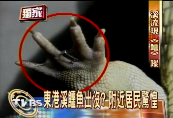 〈獨家〉40隻猛鱷出沒! 深夜直擊東港溪