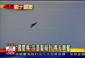 「國慶鳥」灰面鷲報到 鳥友興奮
