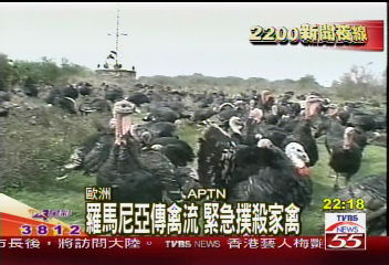 羅馬尼亞傳禽流　緊急撲殺家禽