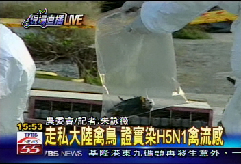 禽流近！走私大陸鳥　檢體染H5N1